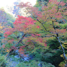 奥秩父紅葉 中津峡の画像