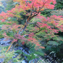 奥秩父紅葉 中津峡の画像