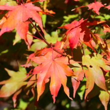 奥秩父紅葉 中津峡の画像