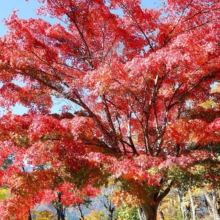 奥秩父紅葉 三峯神社の画像