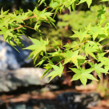 長瀞紅葉 月の石もみじ公園の画像