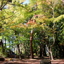 長瀞紅葉 月の石もみじ公園の画像