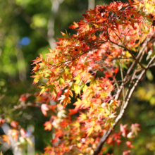 長瀞紅葉 月の石もみじ公園の画像