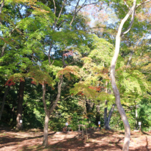 長瀞紅葉 月の石もみじ公園の画像