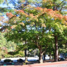 長瀞紅葉 月の石もみじ公園の画像