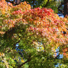 長瀞紅葉 月の石もみじ公園の画像