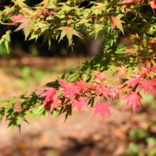 長瀞紅葉 月の石もみじ公園の画像