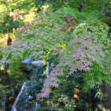 長瀞紅葉 寶登山神社の画像