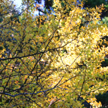 長瀞紅葉 寶登山神社の画像