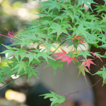 長瀞紅葉 寶登山神社の画像