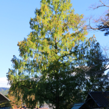 長瀞紅葉 寶登山神社の画像