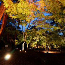 月の石もみじ公園紅葉ライトアップ