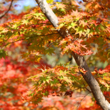 長瀞紅葉 月の石もみじ公園の画像