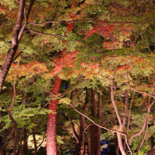 月の石もみじ公園紅葉ライトアップ