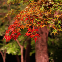 月の石もみじ公園紅葉ライトアップ