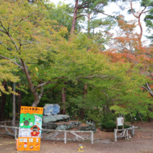 長瀞紅葉 月の石もみじ公園の画像