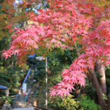 長瀞紅葉 寶登山神社の画像