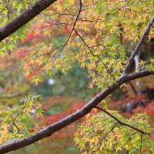 長瀞紅葉 月の石もみじ公園の画像