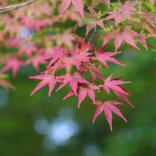 長瀞紅葉 月の石もみじ公園の画像