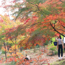 長瀞紅葉 月の石もみじ公園の画像