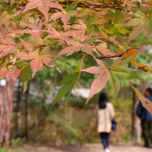 長瀞紅葉 月の石もみじ公園の画像