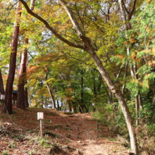 長瀞紅葉 月の石もみじ公園の画像