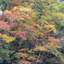 長瀞紅葉 岩畳周辺の画像