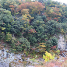 長瀞紅葉 岩畳周辺の画像