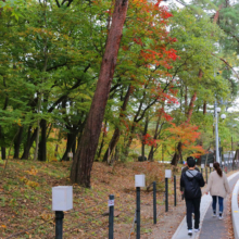 長瀞紅葉 月の石もみじ公園の画像