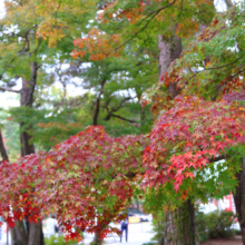 長瀞紅葉 月の石もみじ公園の画像