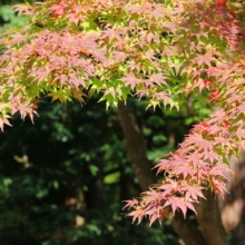 長瀞紅葉 寶登山神社の画像