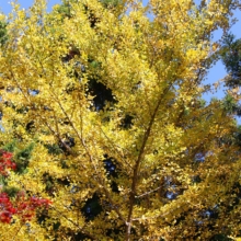 長瀞紅葉 寶登山神社の画像