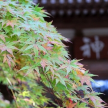 長瀞紅葉 寶登山神社の画像