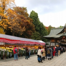 秩父神社紅葉の画像