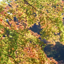 長瀞紅葉 寶登山神社の画像