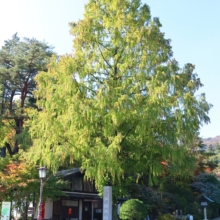 長瀞紅葉 寶登山神社の画像