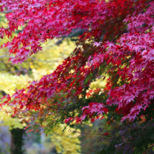 秩父華厳の滝紅葉の画像