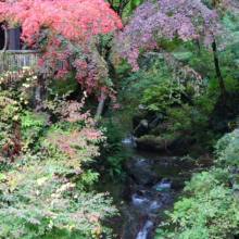 秩父華厳の滝紅葉の画像