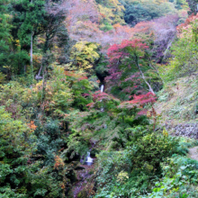 秩父華厳の滝紅葉の画像