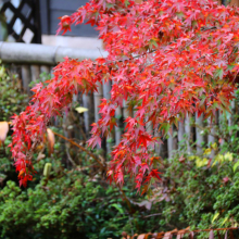 秩父華厳の滝紅葉の画像