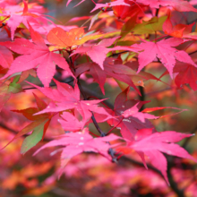 奥秩父紅葉 中津峡の画像