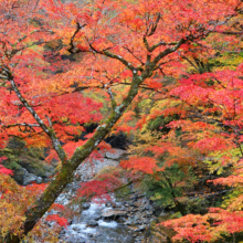 奥秩父紅葉 中津峡の画像