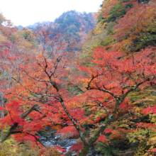 奥秩父紅葉 中津峡の画像