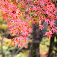 奥秩父紅葉 中津峡の画像