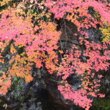 奥秩父紅葉 中津峡の画像