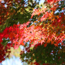 長瀞紅葉 月の石もみじ公園の画像