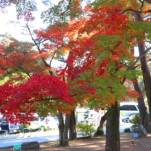 長瀞紅葉 月の石もみじ公園の画像