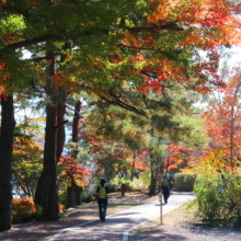 長瀞紅葉 月の石もみじ公園の画像