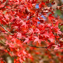 長瀞紅葉 月の石もみじ公園の画像