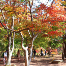 長瀞紅葉 月の石もみじ公園の画像